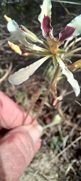 Image of Pelargonium heterophyllum Jacq.