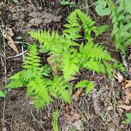 Image of Athyrium yokoscense (Franch. & Sav.) Christ