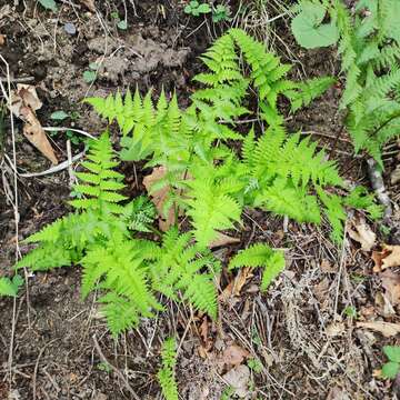 Plancia ëd Athyrium yokoscense (Franch. & Sav.) Christ