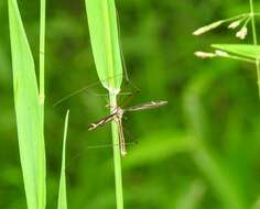 Image of Tipula (Yamatotipula) caloptera Loew 1863