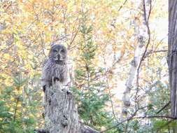 Image of Great Gray Owl