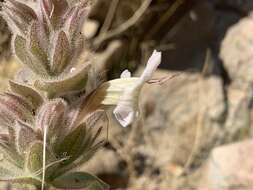 صورة Ruellia aspera (C. B. Cl.) Phillips