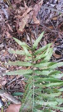 Plancia ëd Woodwardia japonica (L. fil.) Sm.