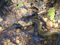 Image of Cerrophidion wilsoni Jadin, Townsend, Castoe & Campbell 2012