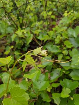 Image of Champin's grape