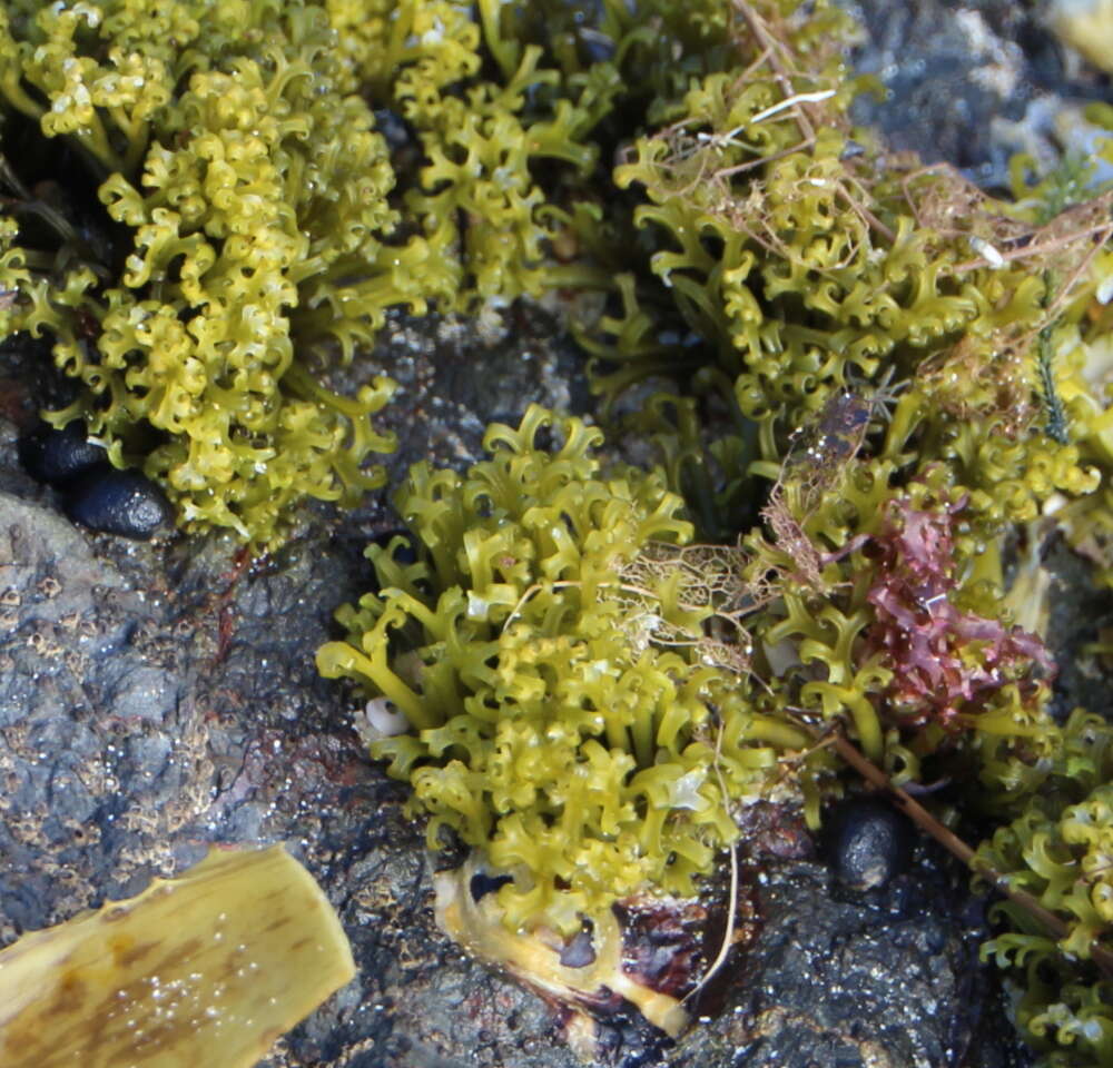 Image of Psilophycus alveatus (Turner) W. A. Nelson, Leister & Hommersand 2011