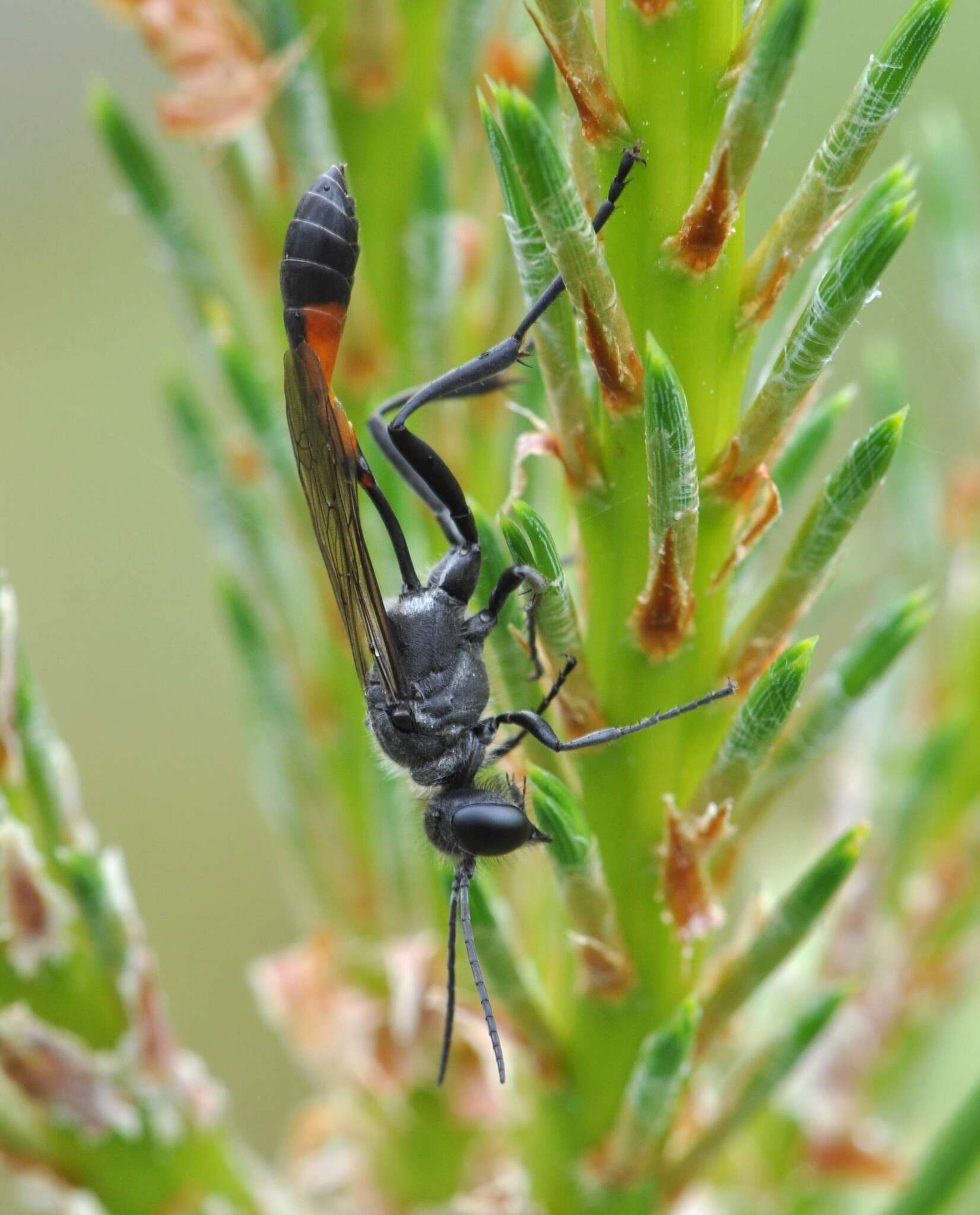 Image of Ammophila pubescens Curtis 1836