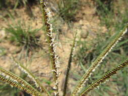 Image of Fan grass