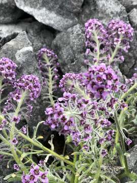 Image of false candytuft