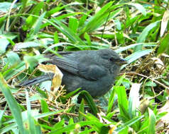 Image of Uniform Finch