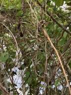 Image of Pied Water Tyrant