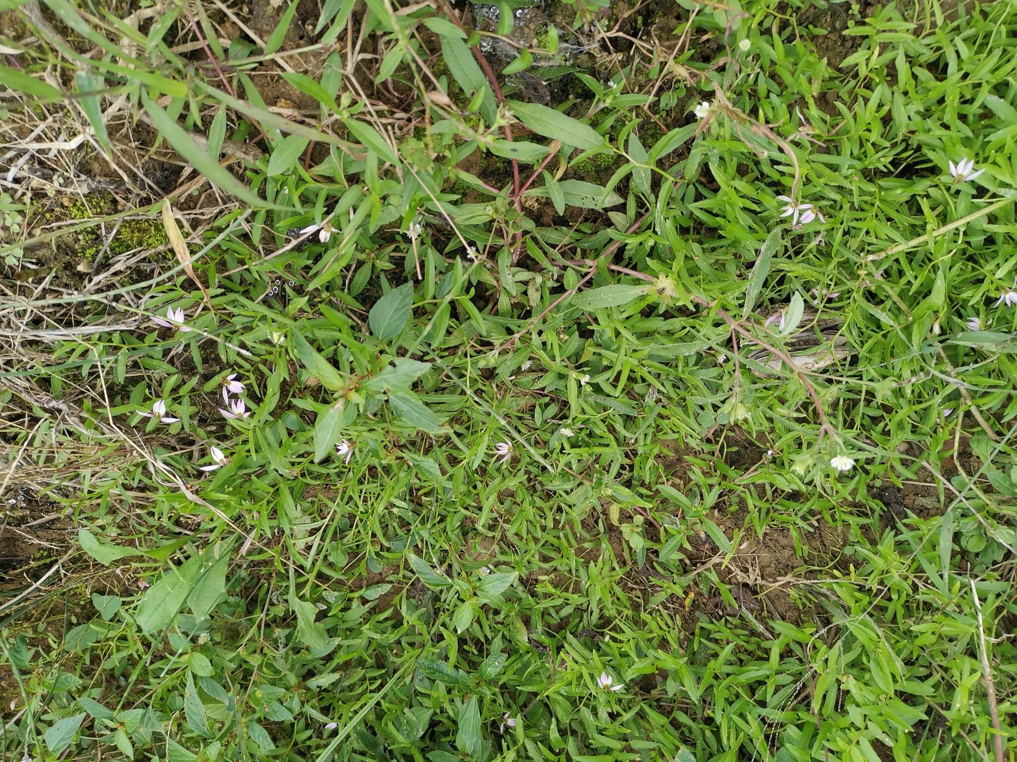 Imagem de Lobelia chinensis Lour.