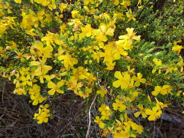 Image of Flatwoods St. John's-Wort