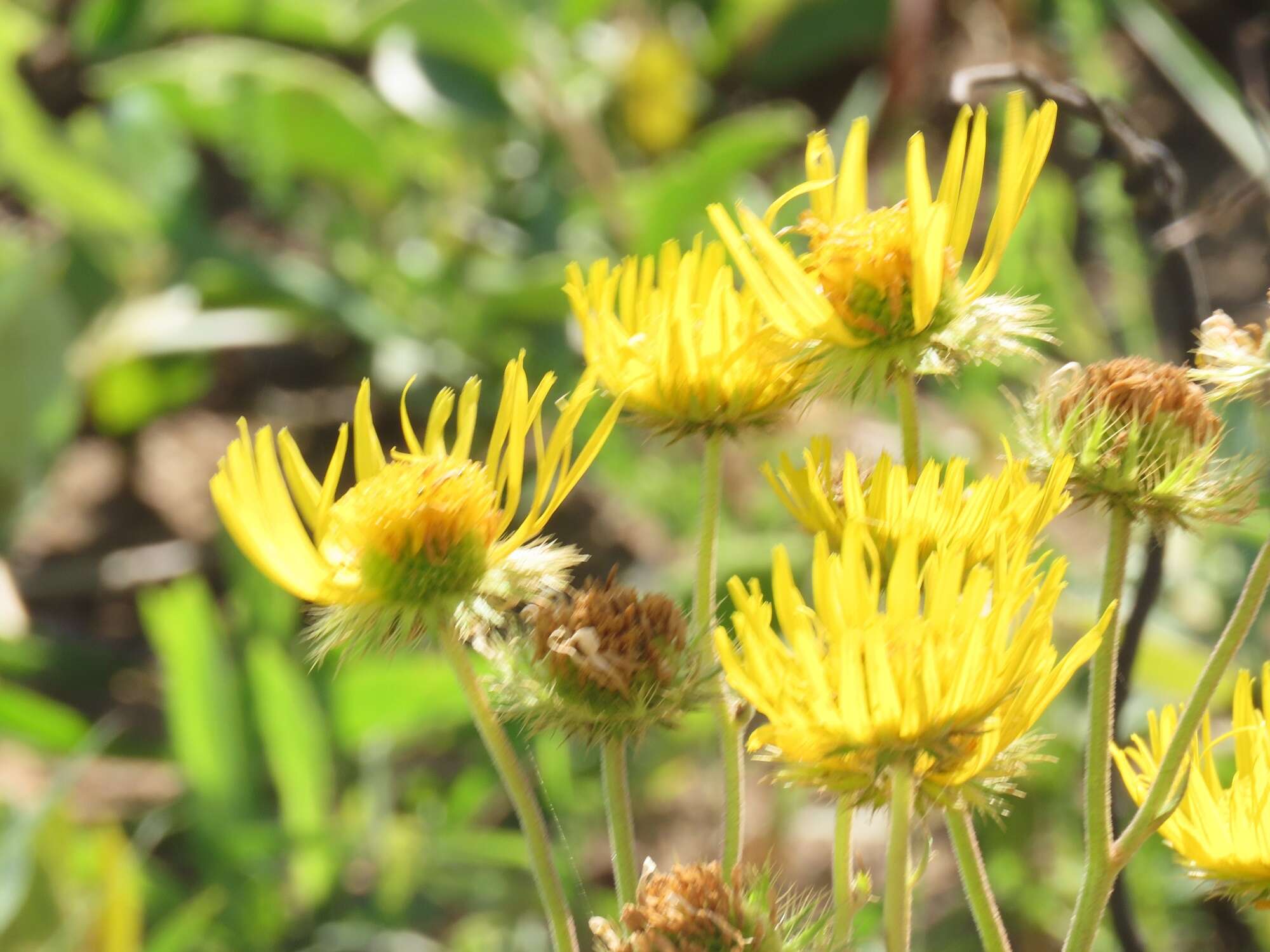 Image of Berkheya speciosa (DC.) O. Hoffm.