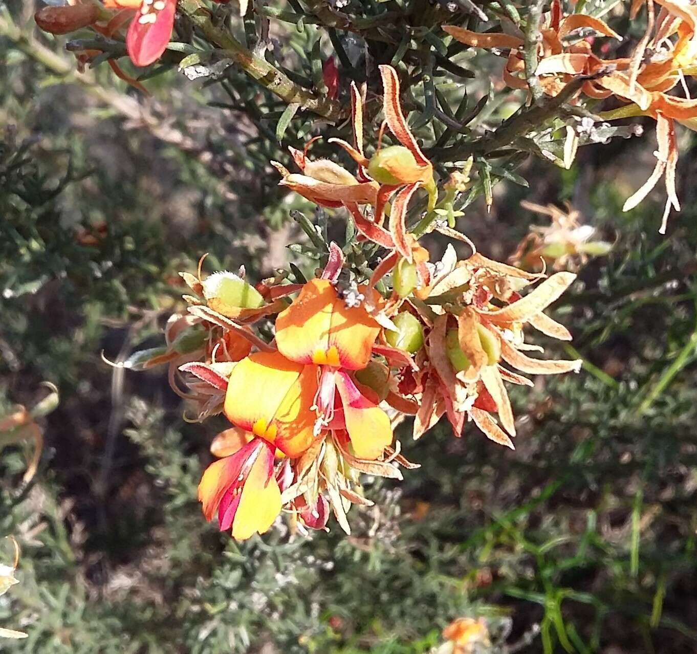 Слика од Jacksonia hakeoides Meissner