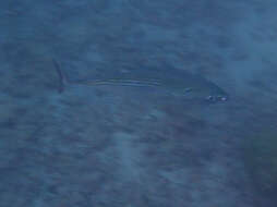 Image of Black Skipjack