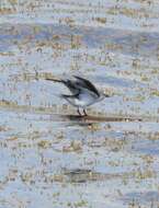 Image of Bridled Tern