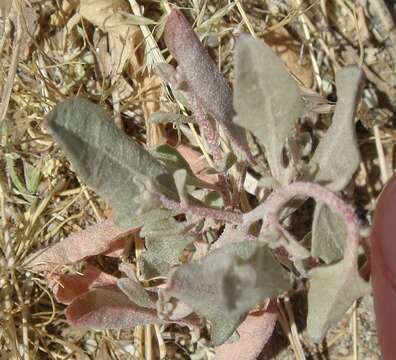 Image of wheelscale saltbush