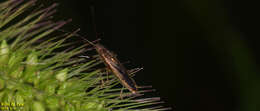 Image of Pachygrontha antennata (Uhler & P. R. 1860)