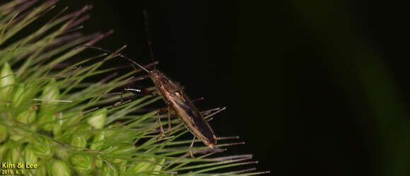 Image of Pachygrontha antennata (Uhler & P. R. 1860)