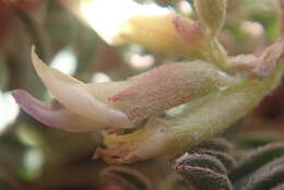 Image of freckled milkvetch