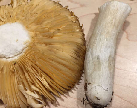 Image of Russula decolorans (Fr.) Fr. 1838