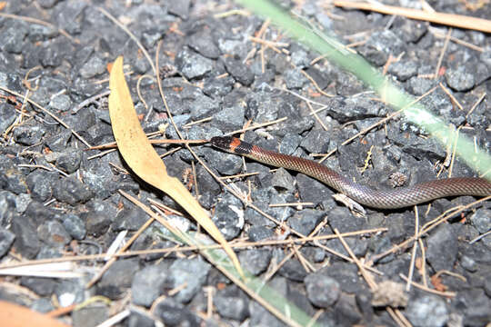 Image of Red-naped Snake