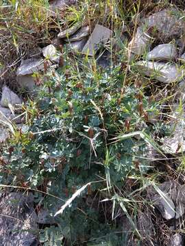 Image of Coronilla coronata L.