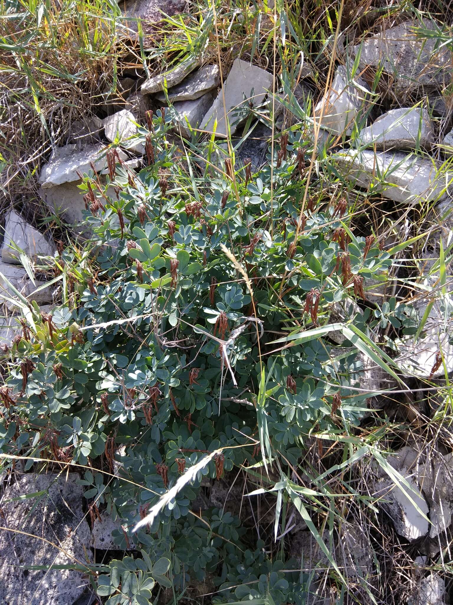 Plancia ëd Coronilla coronata L.