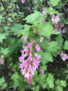 Imagem de Ribes sanguineum var. glutinosum (Benth.) Loud.