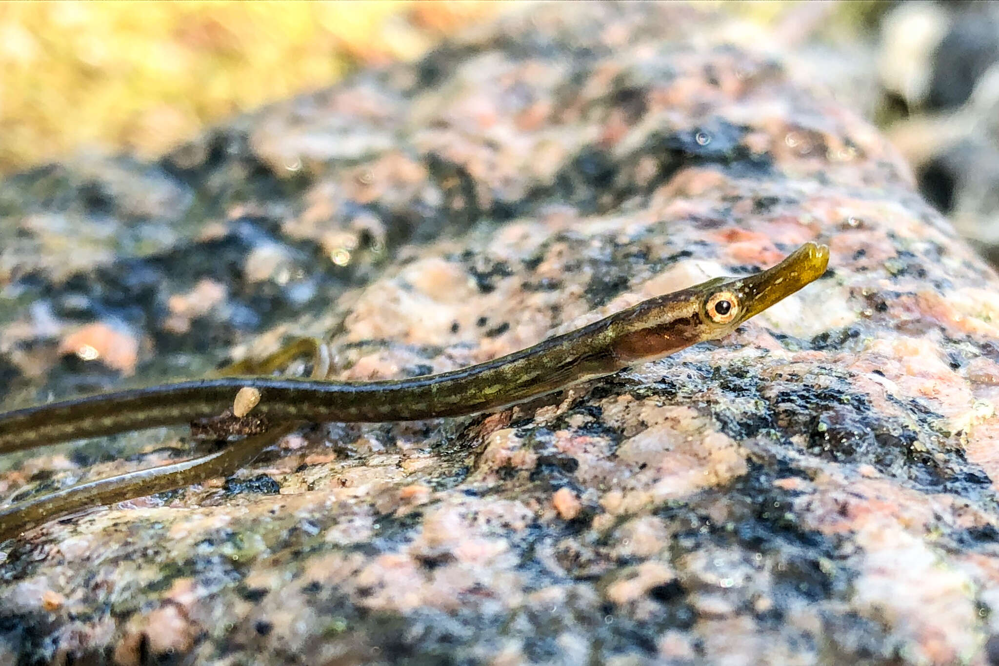 Image of Straightnose Pipefish