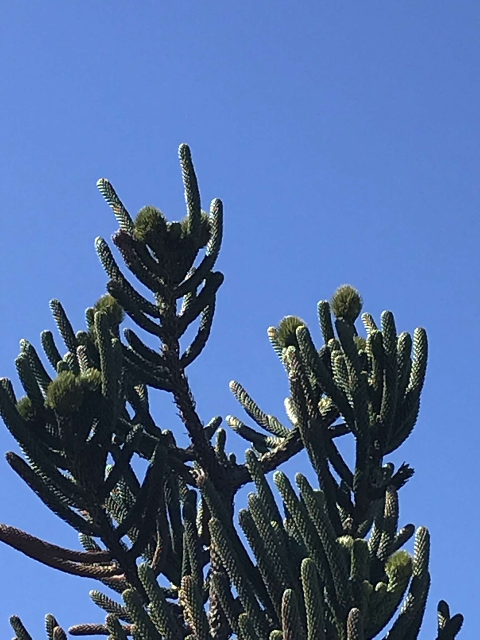 Image of Rule araucaria