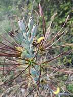 Image of mottled tuberose