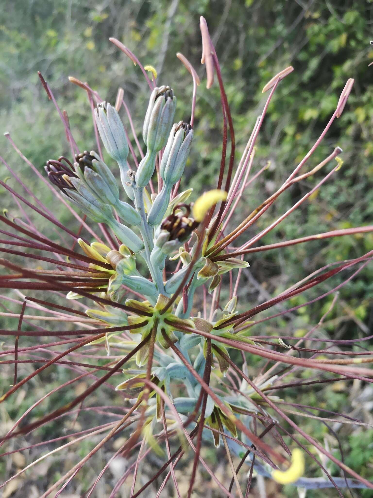 Image of mottled tuberose