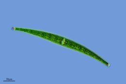 Image of <i>Closterium striolatum</i>