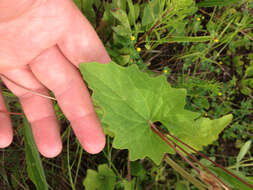 Image of pale Indian plantain