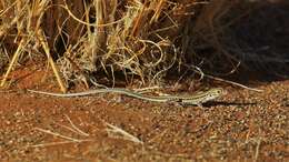 Image of Spotted Sand Lizard