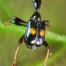 Image of Centrocorynus biguttatus Voss 1929