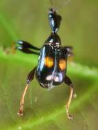 Image of Centrocorynus biguttatus Voss 1929