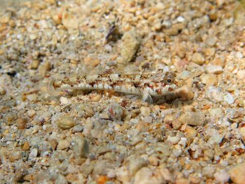 Image of De Buen&#39;s goby