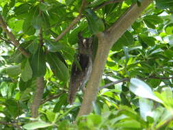 Image of Oriental Scops Owl