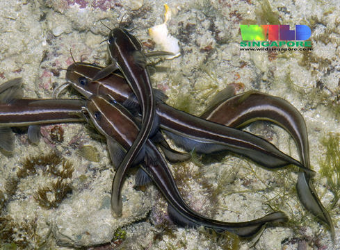 Image of Striped catfish