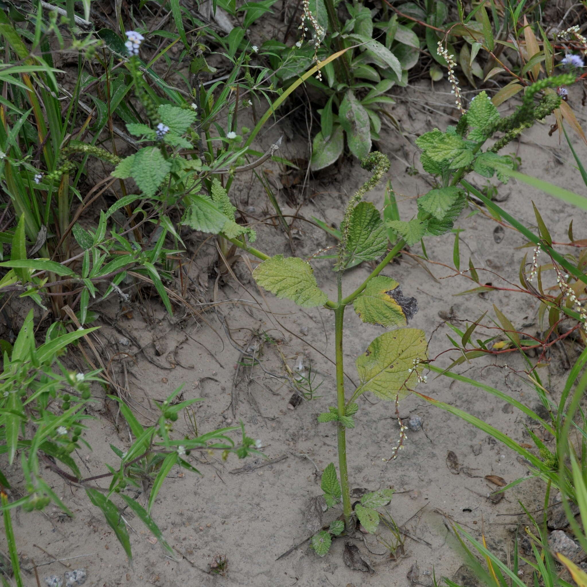 Image of Heliotropium nicotianifolium Poir.