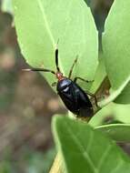 Image of Deraeocoris delagrangei (Puton 1892)