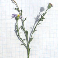 Image of manyflower leastdaisy