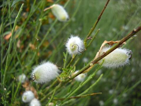 Image of striated broom