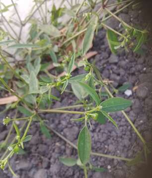 Image of grassleaf spurge