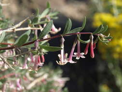 Image of desert snowberry