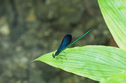 Image of Matrona cyanoptera Hämäläinen & Yeh 2000