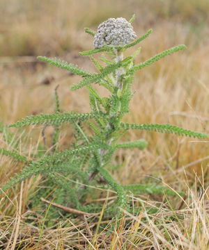 Image of <i>Achillea collina</i> J. Becker ex Rchb.
